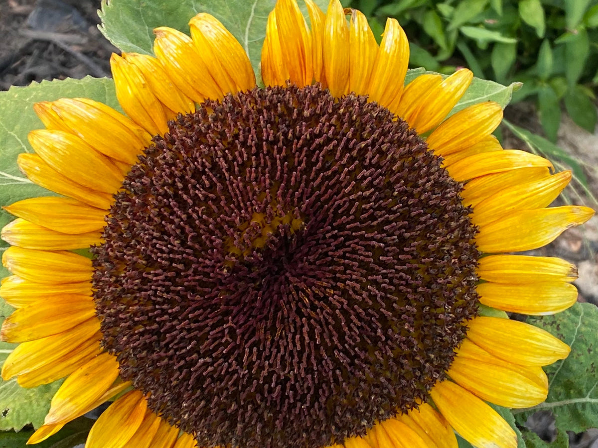Sunflower Mixed Seeds – 50 Count | Teddy Bear, Mammoth, Velvet Queen & More