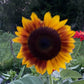 Sunflower Mixed Seeds – 50 Count | Teddy Bear, Mammoth, Velvet Queen & More