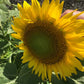 Sunflower Mixed Seeds – 50 Count | Teddy Bear, Mammoth, Velvet Queen & More