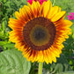 Sunflower Mixed Seeds – 50 Count | Teddy Bear, Mammoth, Velvet Queen & More