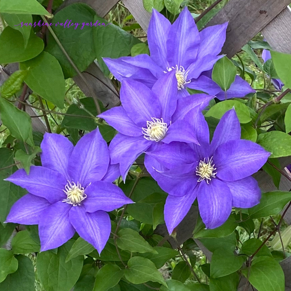 Clematis 15-Count Mixed Seed Pack - Exquisite Varieties for Your Garden