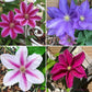 Clematis 15-Count Mixed Seed Pack - Exquisite Varieties for Your Garden