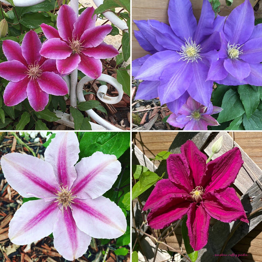 Clematis 15-Count Mixed Seed Pack - Exquisite Varieties for Your Garden