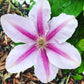 Clematis 15-Count Mixed Seed Pack - Exquisite Varieties for Your Garden