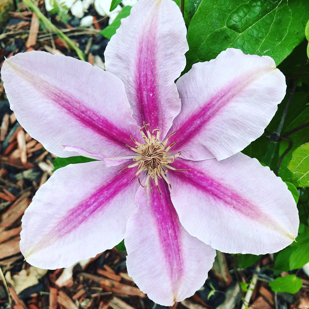 Clematis 15-Count Mixed Seed Pack - Exquisite Varieties for Your Garden