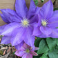 Clematis 15-Count Mixed Seed Pack - Exquisite Varieties for Your Garden