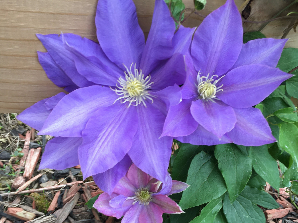 Clematis 15-Count Mixed Seed Pack - Exquisite Varieties for Your Garden