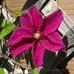 Clematis 15-Count Mixed Seed Pack - Exquisite Varieties for Your Garden