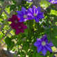 Clematis 15-Count Mixed Seed Pack - Exquisite Varieties for Your Garden