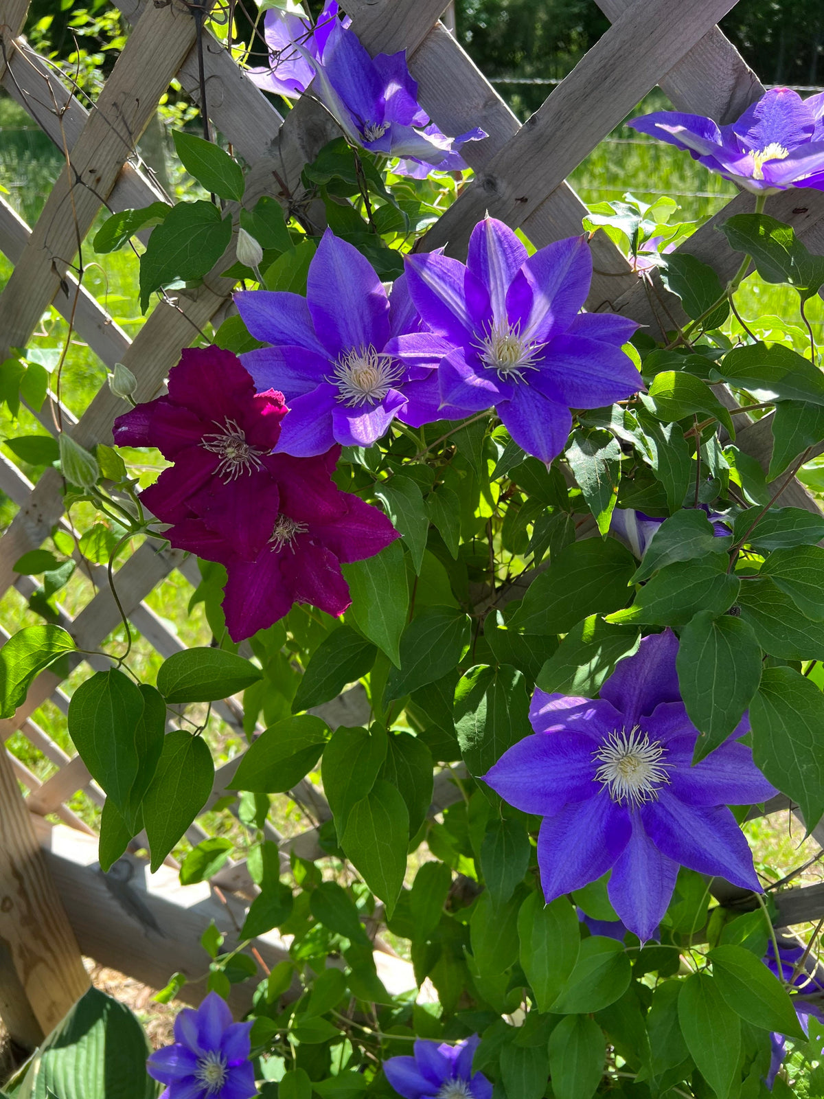 Clematis 15-Count Mixed Seed Pack - Exquisite Varieties for Your Garden