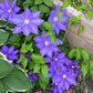 Clematis 15-Count Mixed Seed Pack - Exquisite Varieties for Your Garden