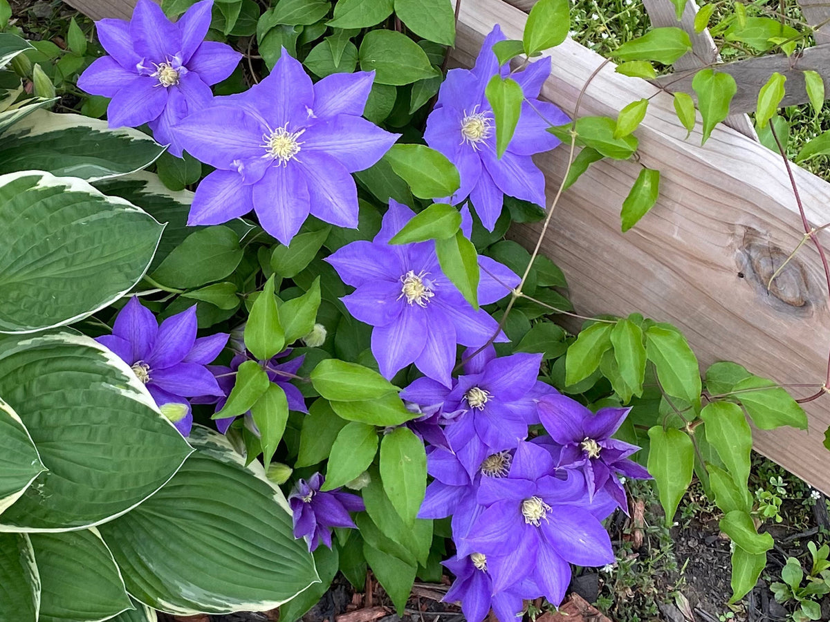 Clematis 15-Count Mixed Seed Pack - Exquisite Varieties for Your Garden