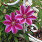 Clematis 15-Count Mixed Seed Pack - Exquisite Varieties for Your Garden