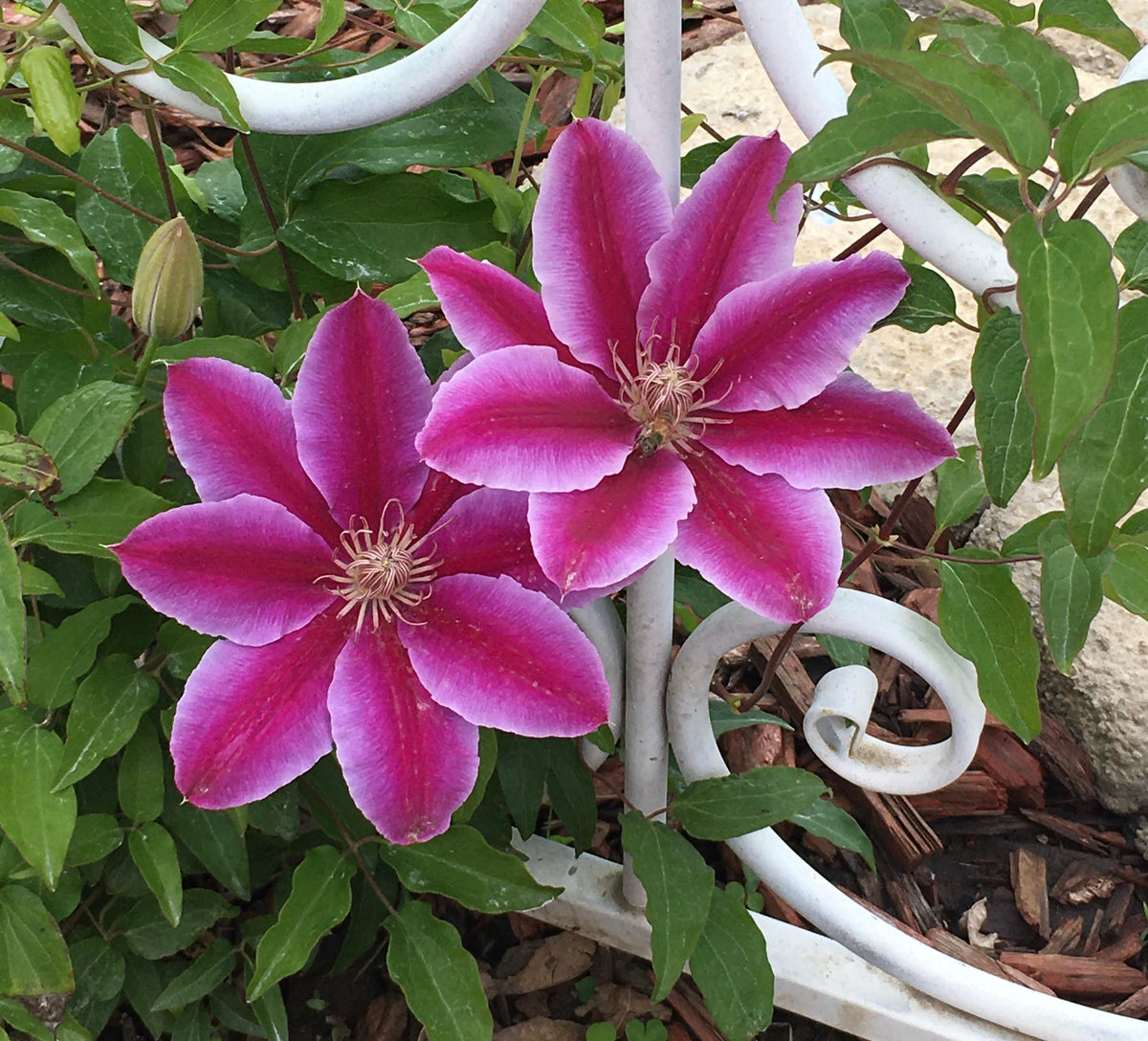 Clematis 15-Count Mixed Seed Pack - Exquisite Varieties for Your Garden