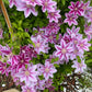 Clematis 15-Count Mixed Seed Pack - Exquisite Varieties for Your Garden