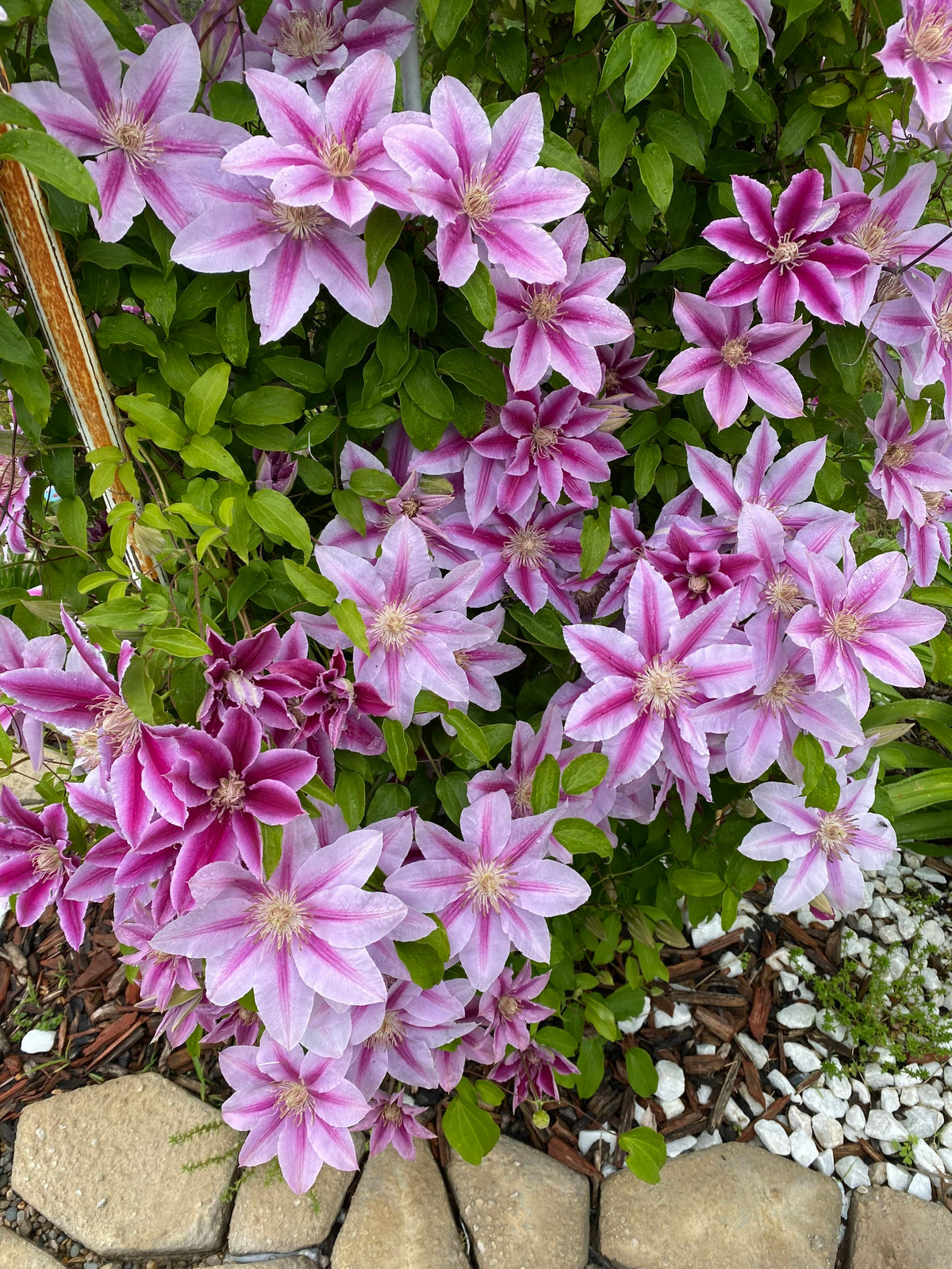 Clematis 15-Count Mixed Seed Pack - Exquisite Varieties for Your Garden