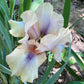 Iris Live Plant 1 Fan