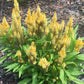 Plume Celosia Cockscomb 100+ Count Color Variety Seed