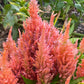 Plume Celosia Cockscomb 100+ Count Color Variety Seed