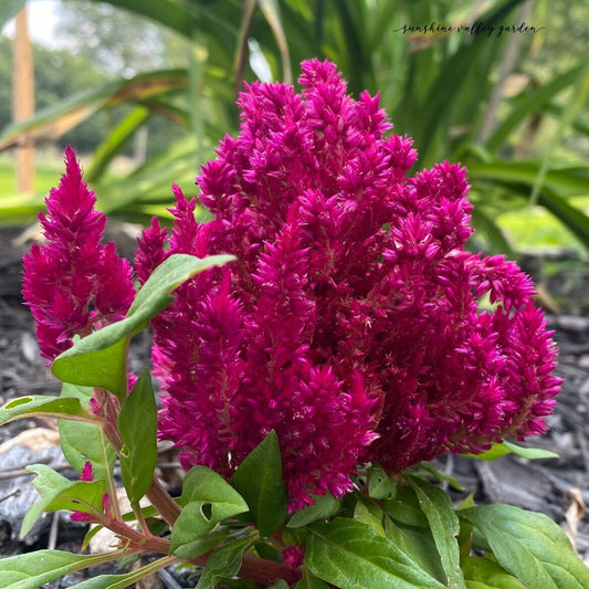 Plume Celosia Cockscomb 100+ Count Color Variety Seed