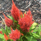 Plume Celosia Cockscomb 100+ Count Color Variety Seed