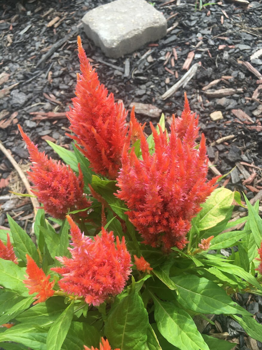 Plume Celosia Cockscomb 100+ Count Color Variety Seed
