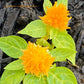 Plume Celosia Cockscomb 100+ Count Color Variety Seed