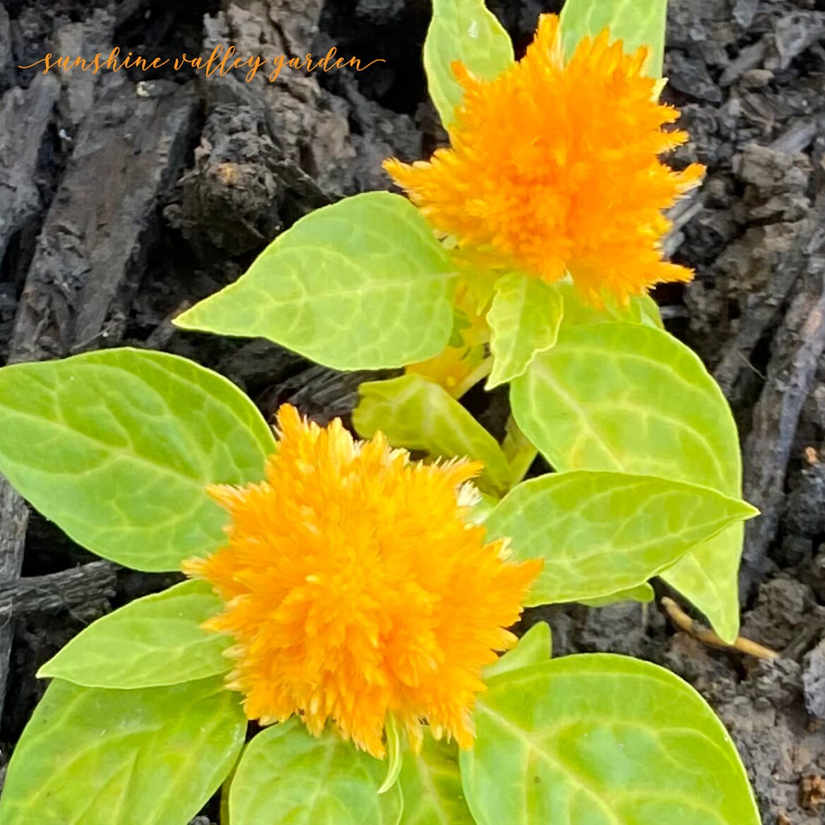 Plume Celosia Cockscomb 100+ Count Color Variety Seed