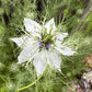 Love-in-a-Mist Mixed Color Seeds | Easy-Care Annual Flower