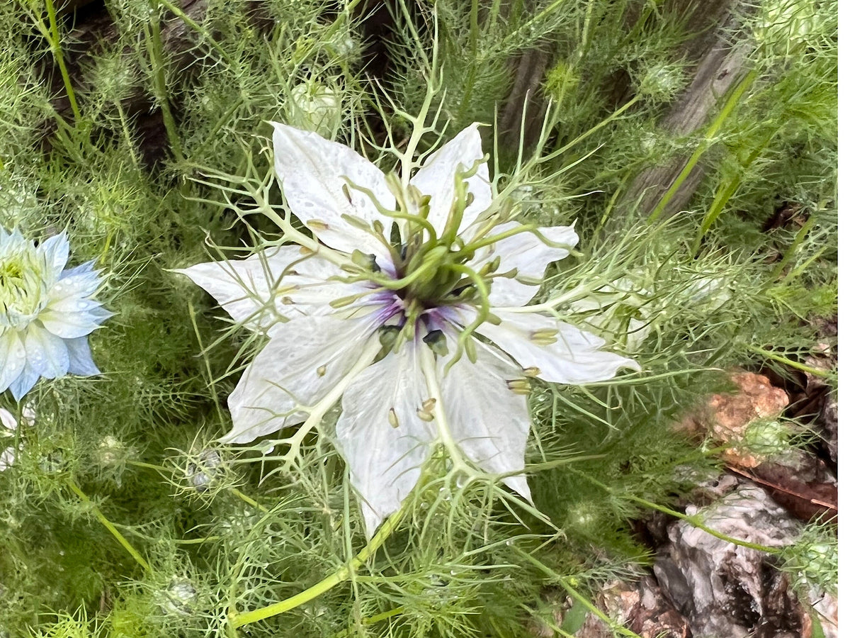 Love-in-a-Mist Mixed Color Seeds | Easy-Care Annual Flower