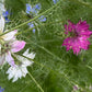 Love-in-a-Mist Mixed Color Seeds | Easy-Care Annual Flower