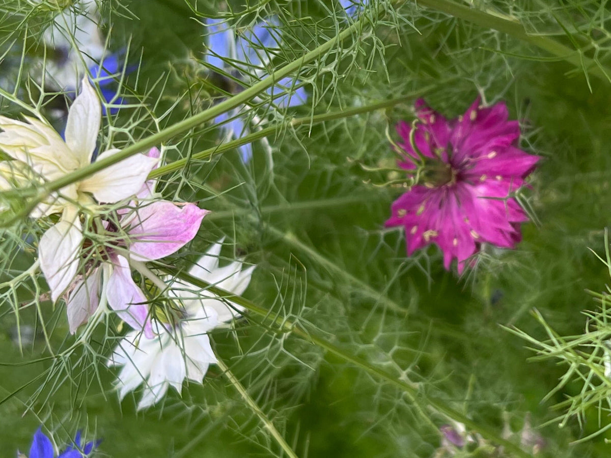 Love-in-a-Mist Mixed Color Seeds | Easy-Care Annual Flower