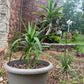 Fresh-Cut Spineless Yucca Stalk – Indoor/Outdoor Plant