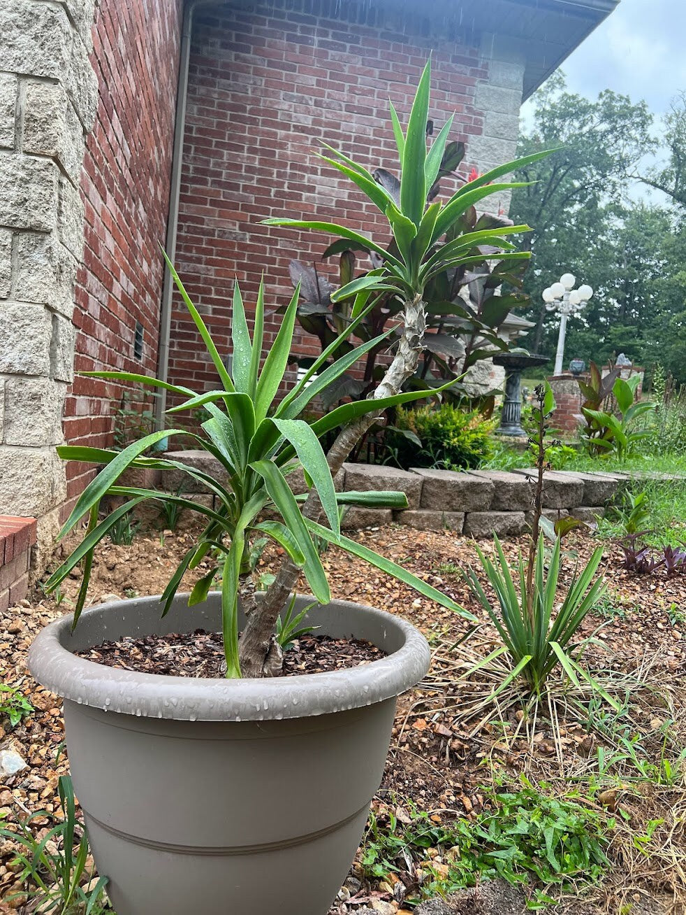Fresh-Cut Spineless Yucca Stalk – Indoor/Outdoor Plant