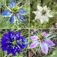 Love-in-a-Mist Mixed Color Seeds | Easy-Care Annual Flower