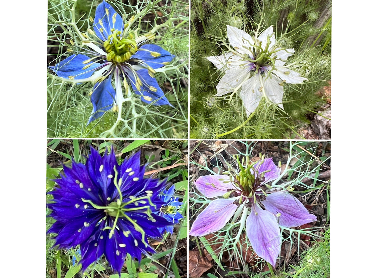 Love-in-a-Mist Mixed Color Seeds | Easy-Care Annual Flower