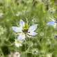 Love-in-a-Mist Mixed Color Seeds | Easy-Care Annual Flower