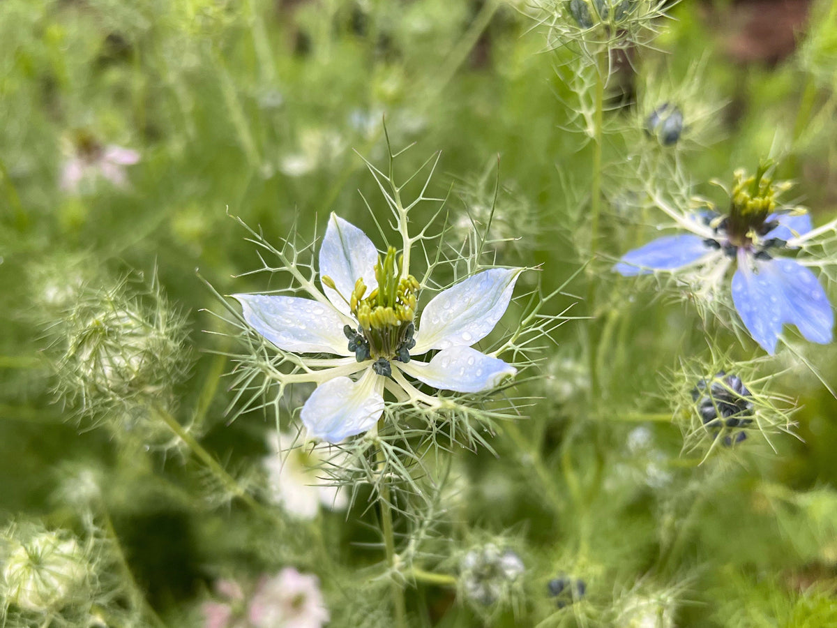 Love-in-a-Mist Mixed Color Seeds | Easy-Care Annual Flower