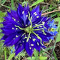 Love-in-a-Mist Mixed Color Seeds | Easy-Care Annual Flower
