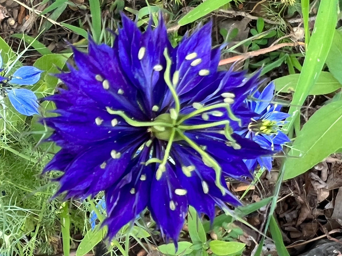 Love-in-a-Mist Mixed Color Seeds | Easy-Care Annual Flower