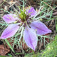 Love-in-a-Mist Mixed Color Seeds | Easy-Care Annual Flower