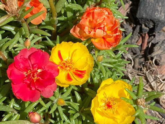 Rose Moss Seed | Vibrant Mixed Blooms | Heat & Drought Tolerant 100 Count