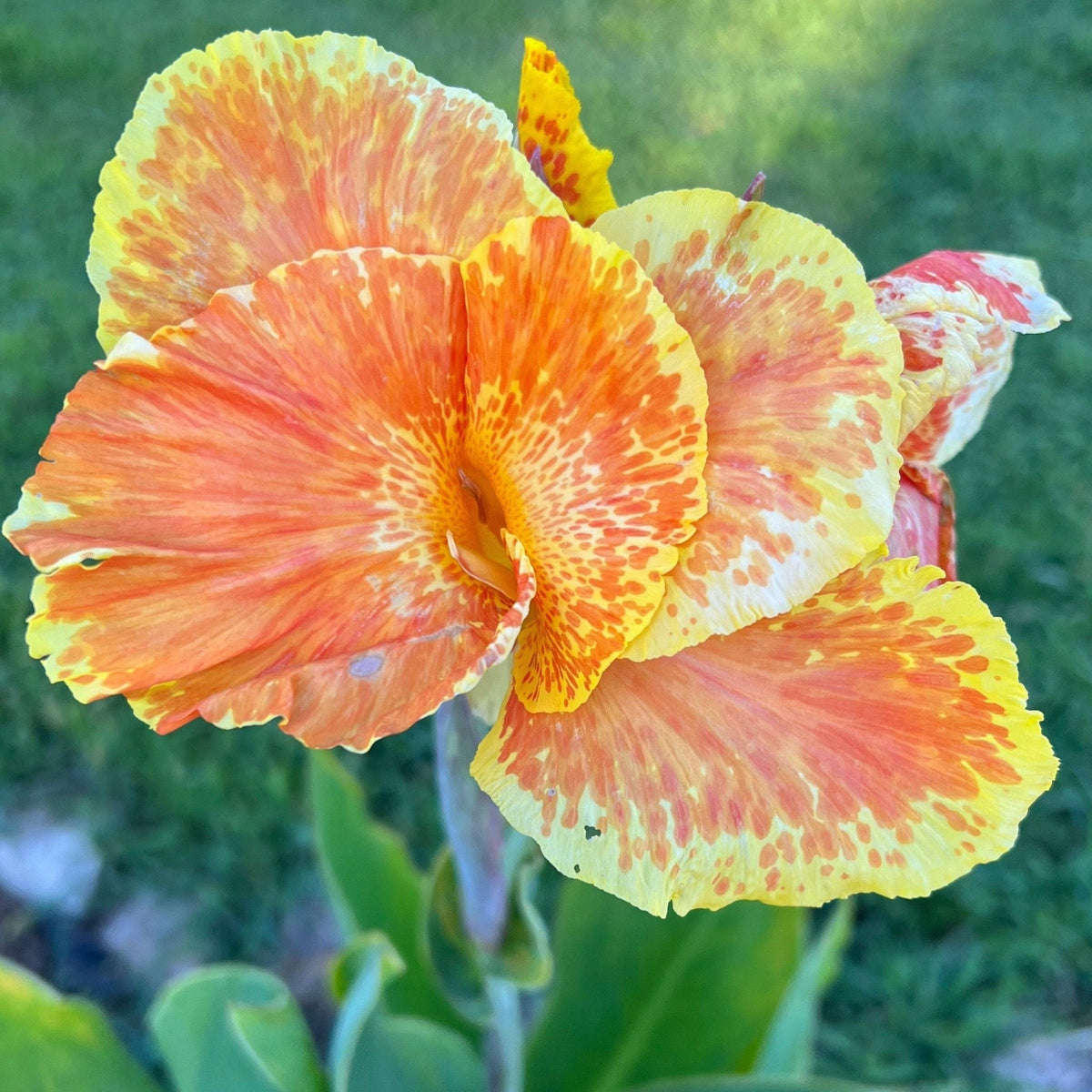 Canna Lily Seed Mix - Diverse Colors in Every Pack