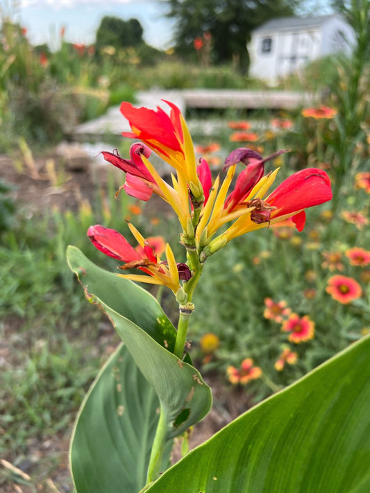 Canna Lily Seed Mix - Diverse Colors in Every Pack