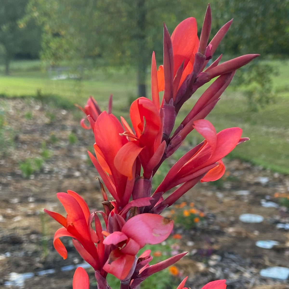 Canna Lily Seed Mix - Diverse Colors in Every Pack