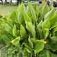 Canna Lily Seed Mix - Diverse Colors in Every Pack