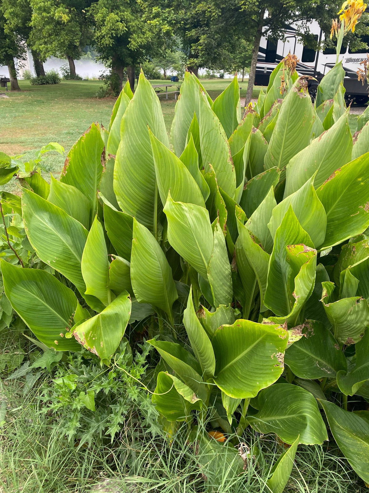 Canna Lily Seed Mix - Diverse Colors in Every Pack