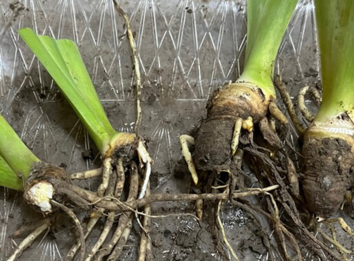 Bearded Iris Live Plant – 1 Fan | White Ruffled Bloom