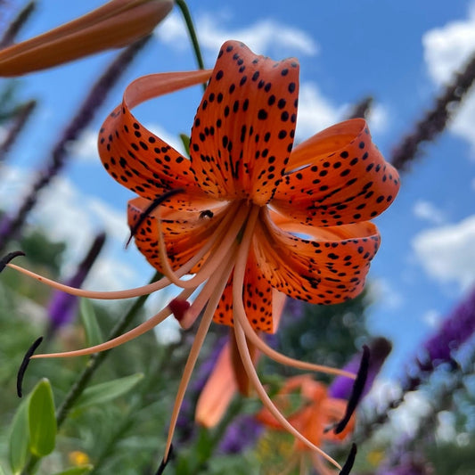 Tiger Lily Bulbets – 5 Live Bulblets | Orange Black-Spotted Hardy Perennial Lilies