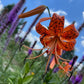 Tiger Lily Bulbets – 5 Live Bulblets | Orange Black-Spotted Hardy Perennial Lilies